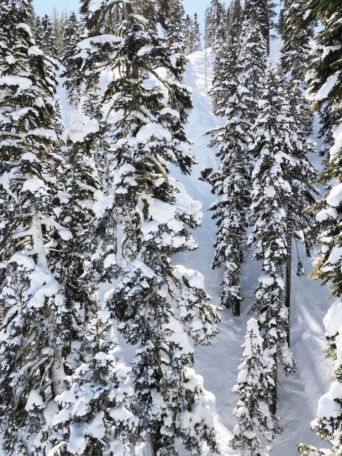 tahoe snowy trees