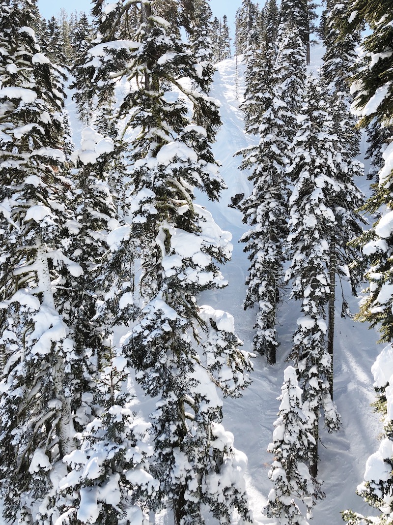 tahoe snowy trees