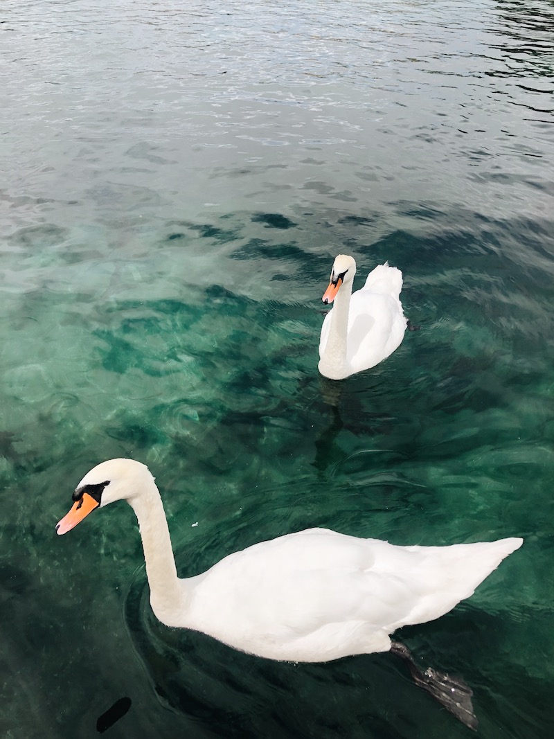 swans of geneva switzerland