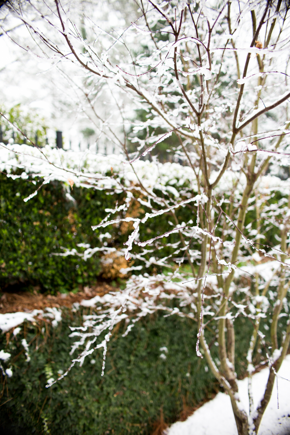 snow on trees