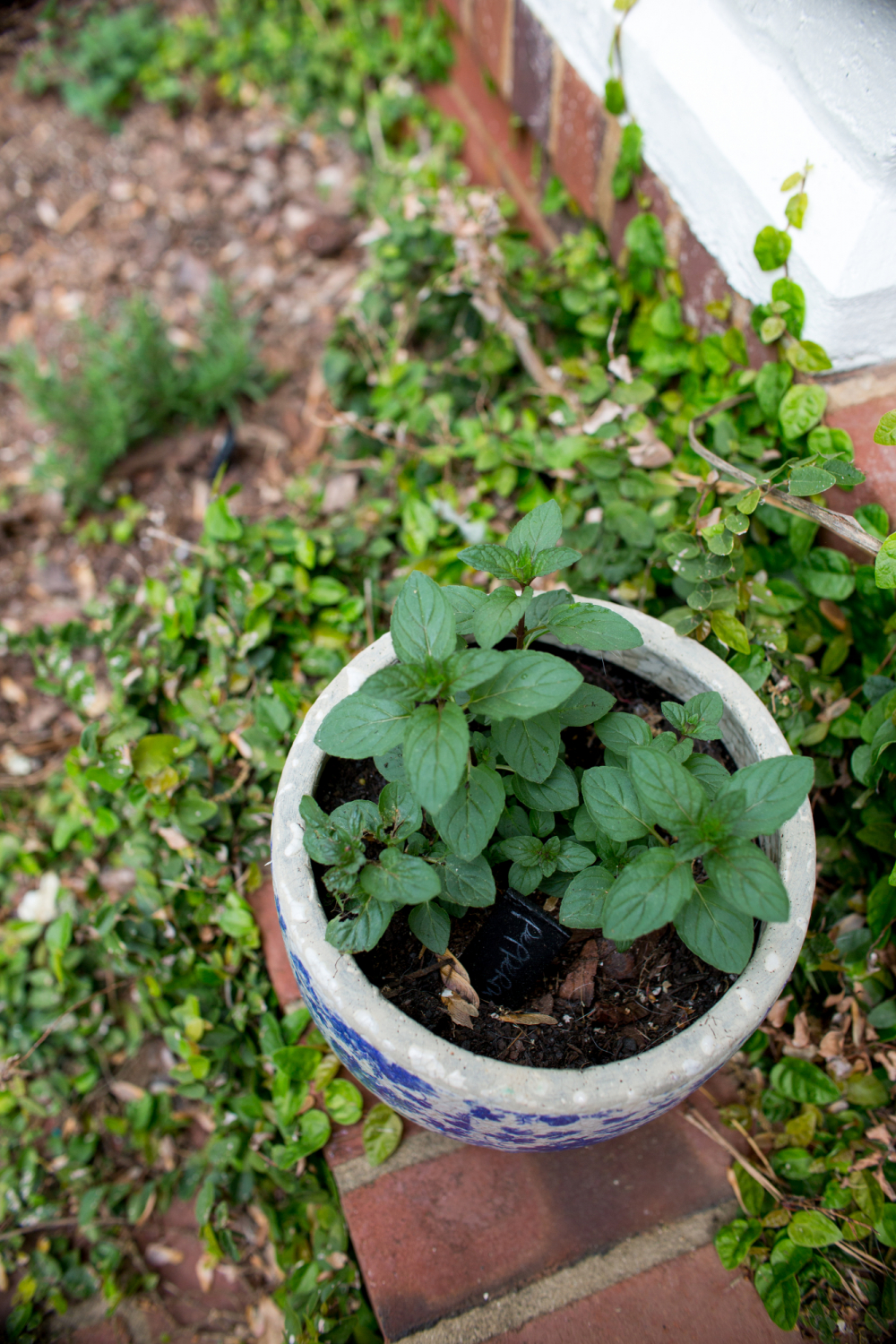 planting herbs