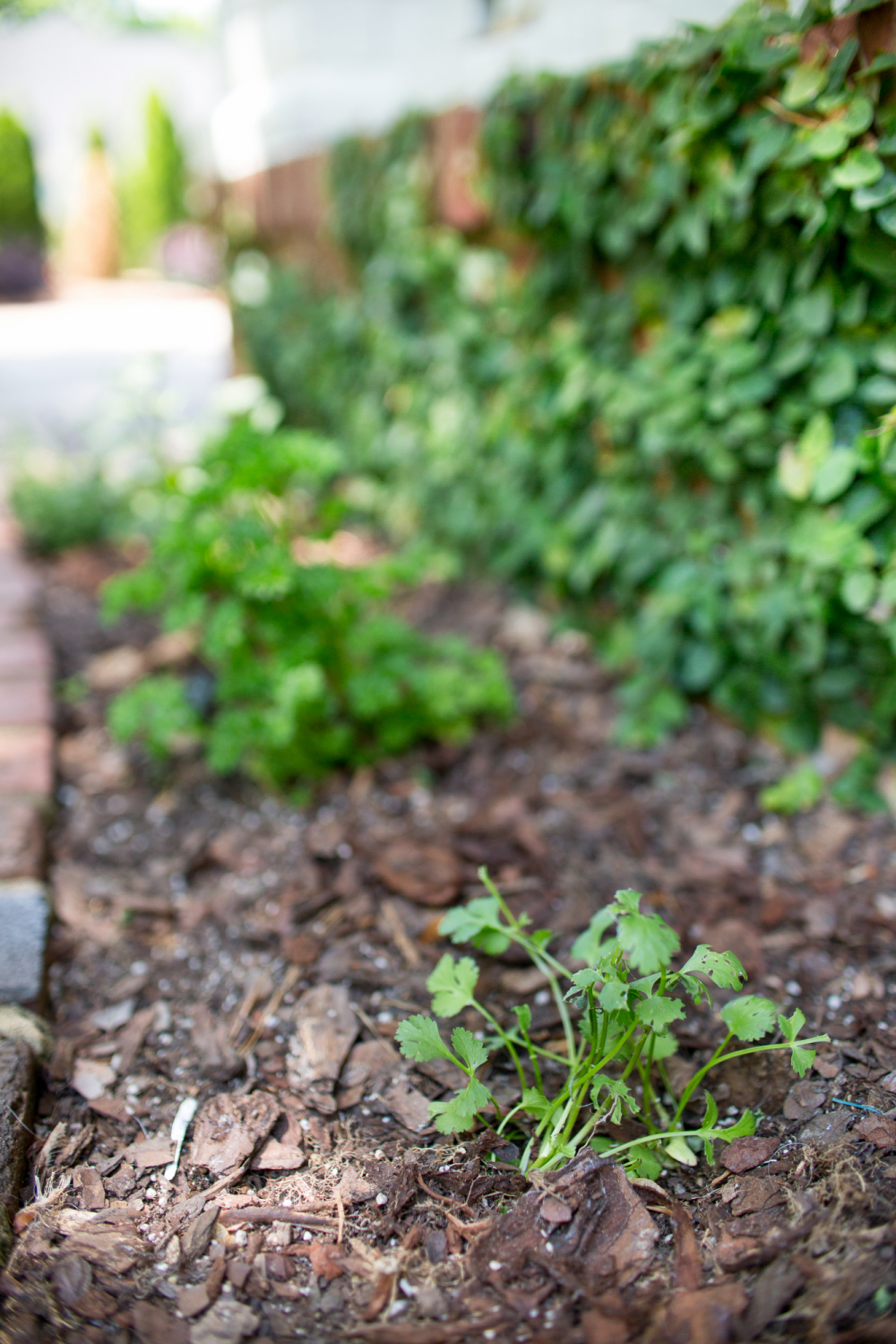 planting cilantro