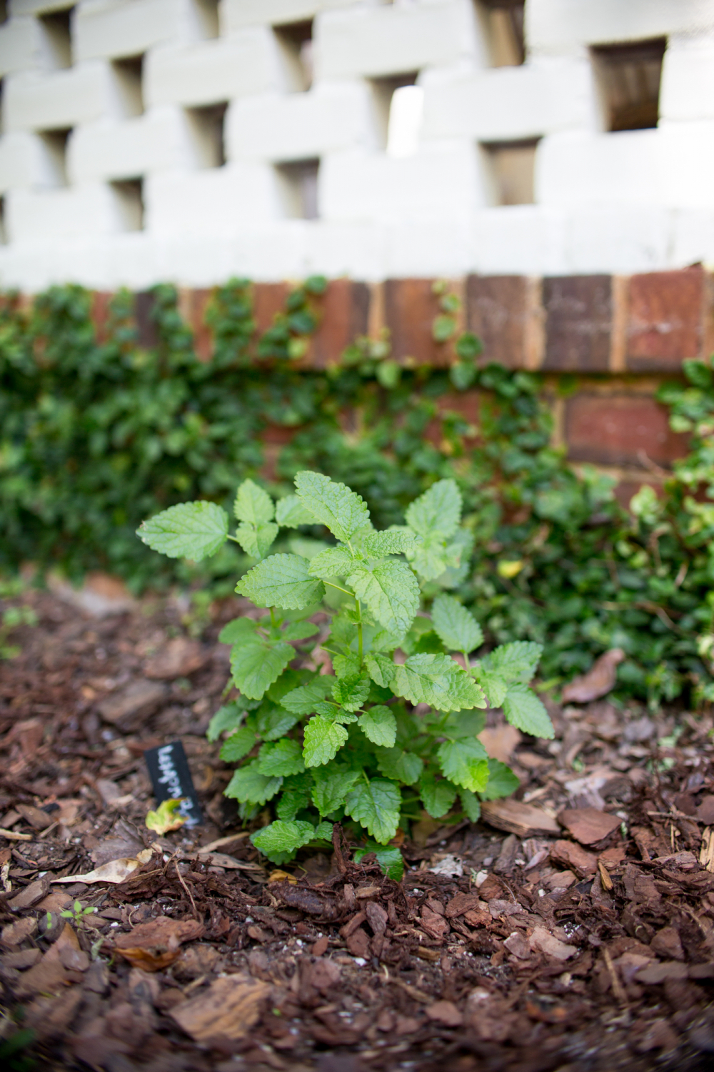 planting lemon balm