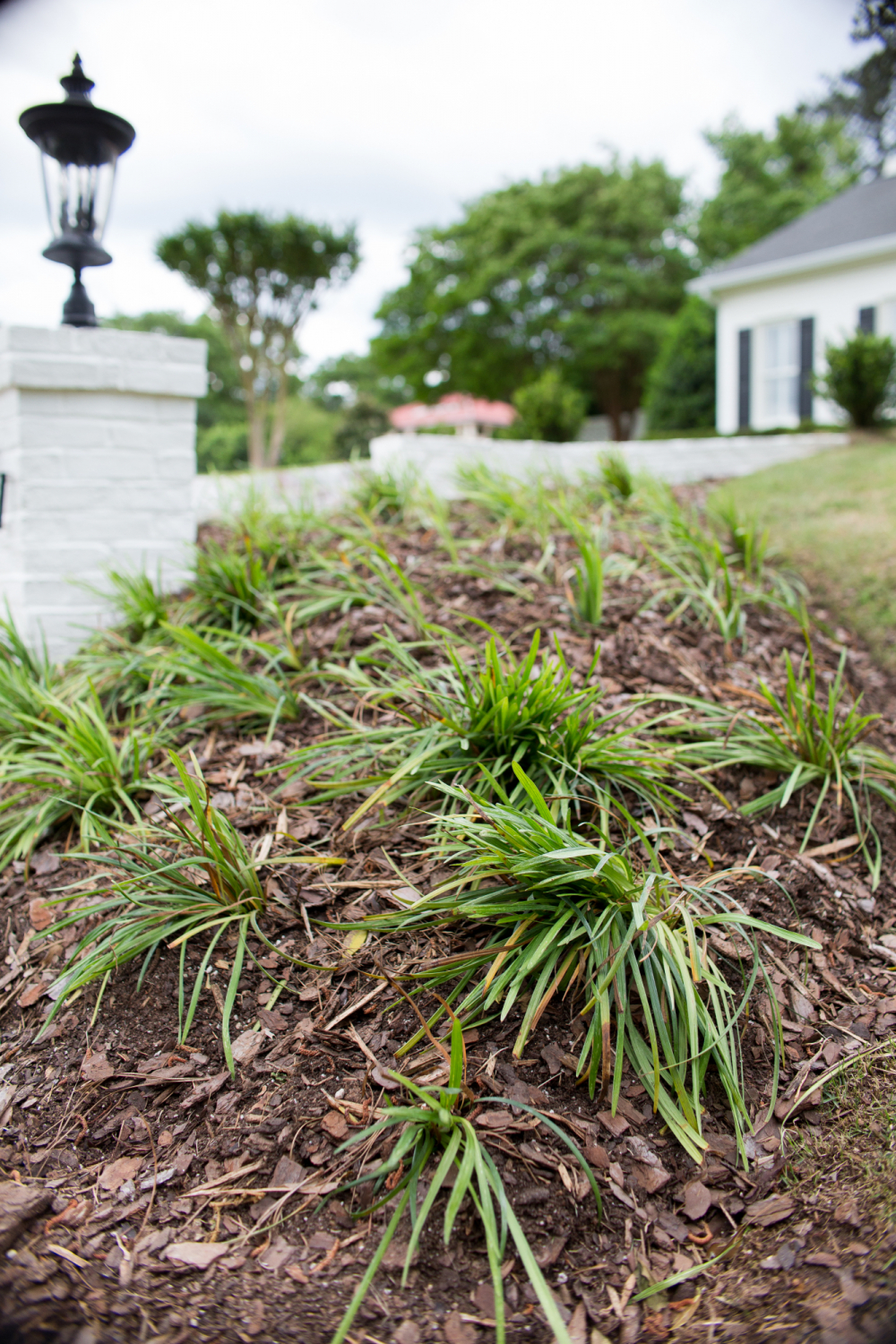 monkey grass