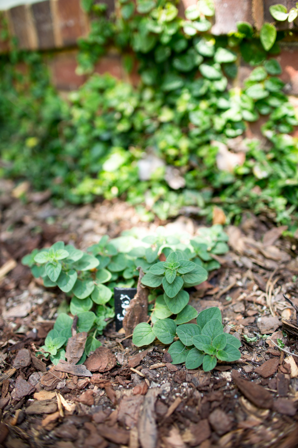 planting oregano