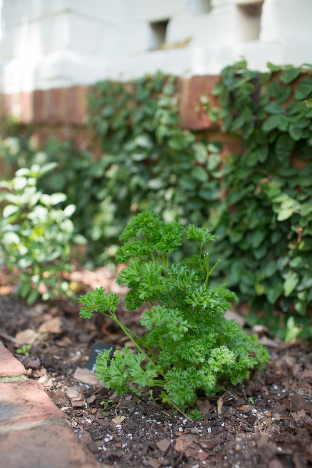 parsley herb