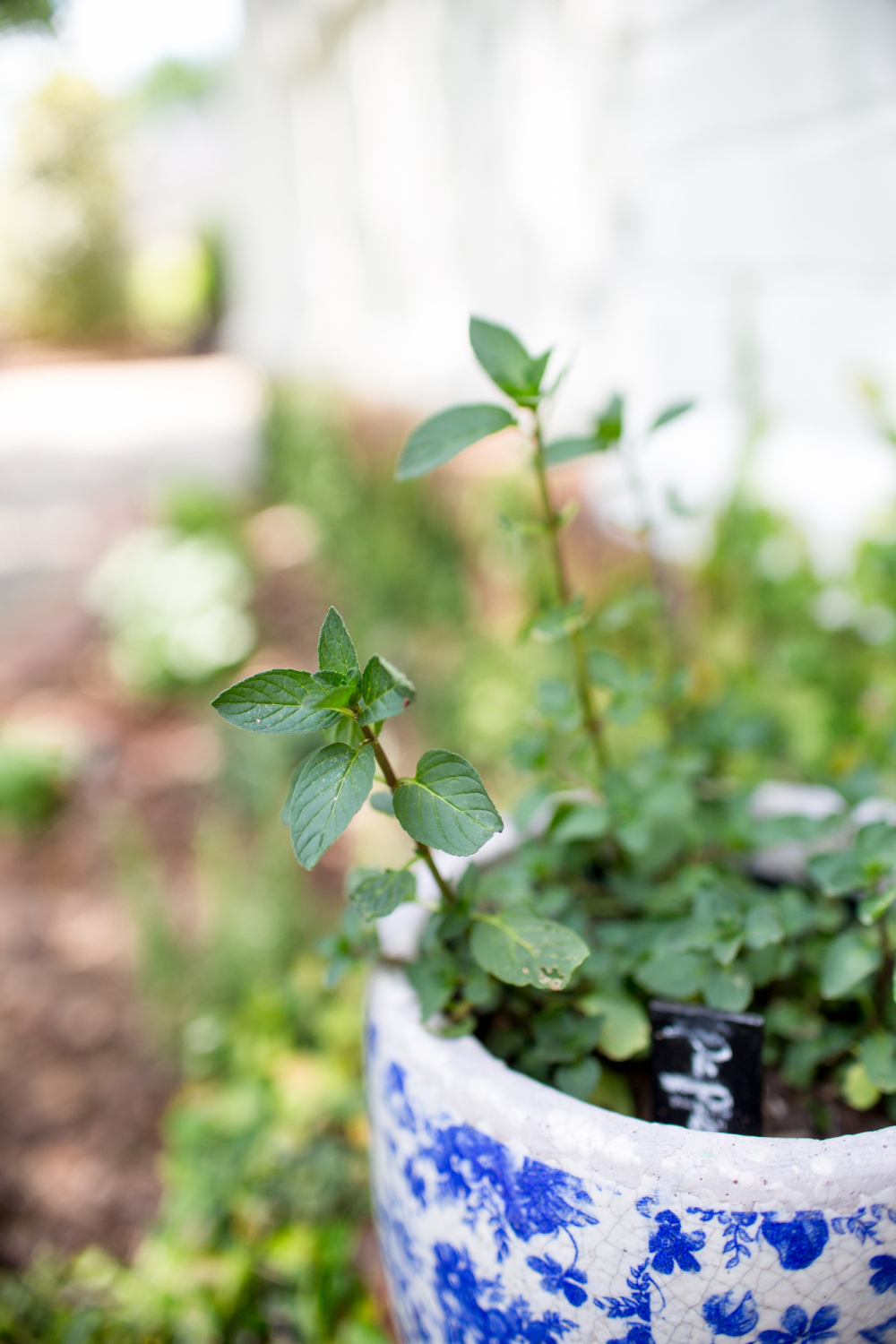 potted mint