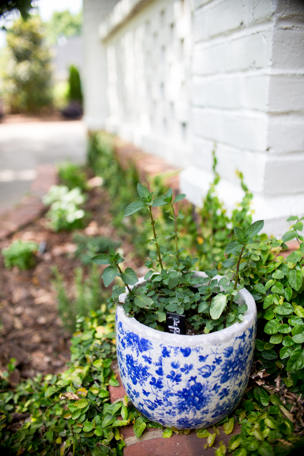 small herb garden