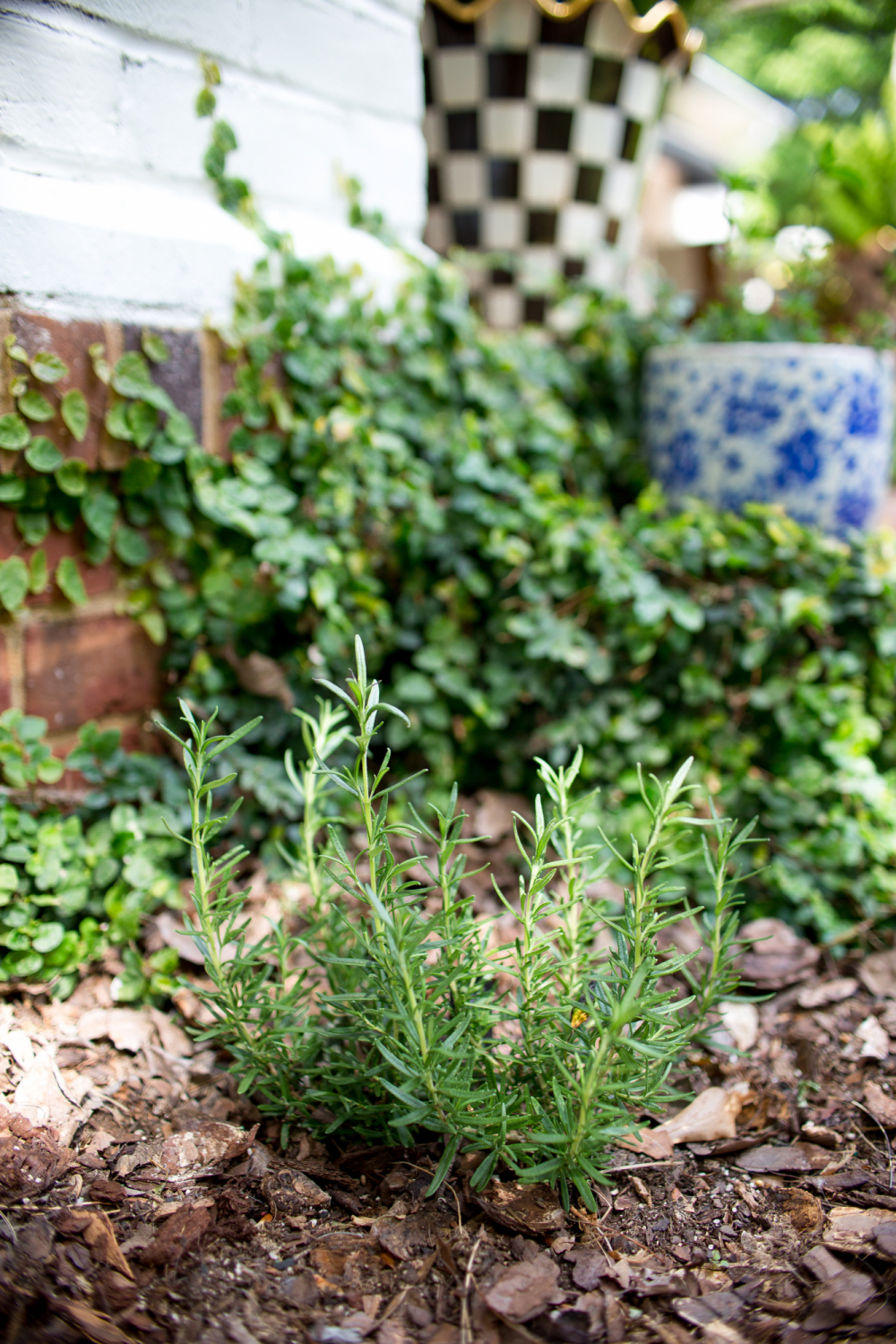 planting rosemary