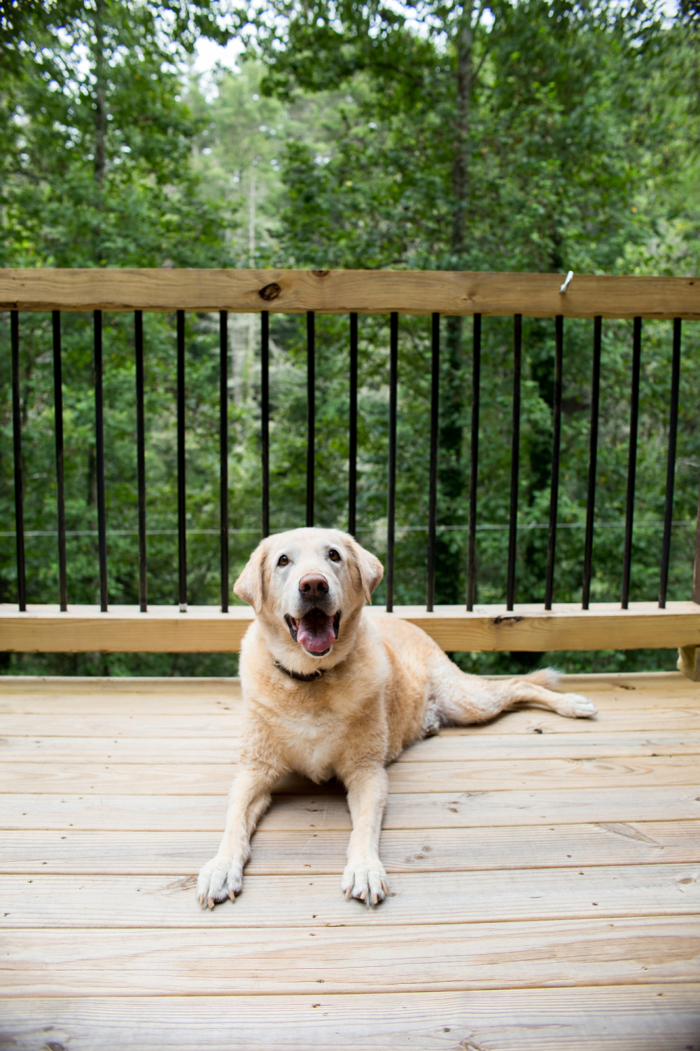 yellow lab