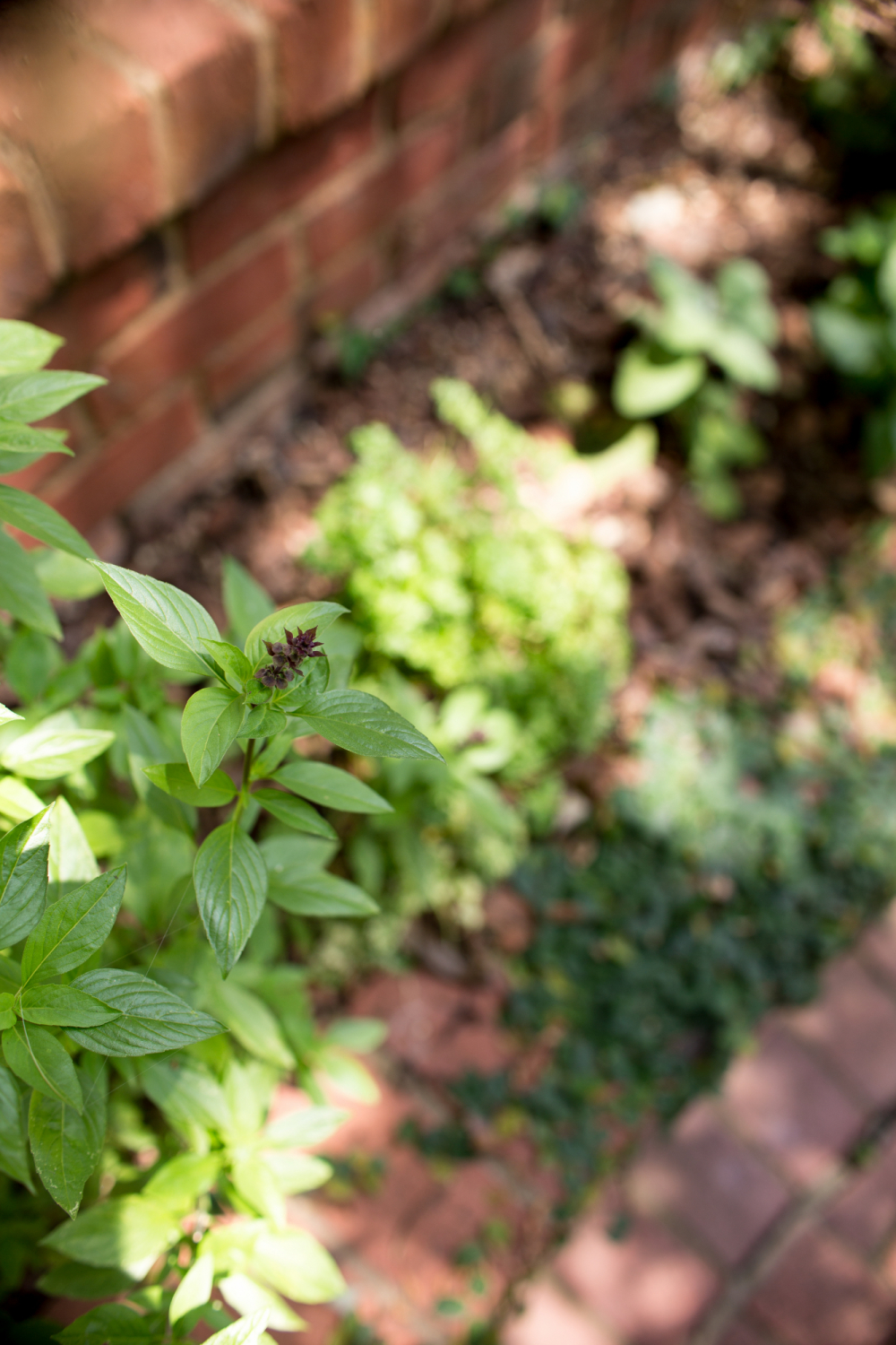 herb garden