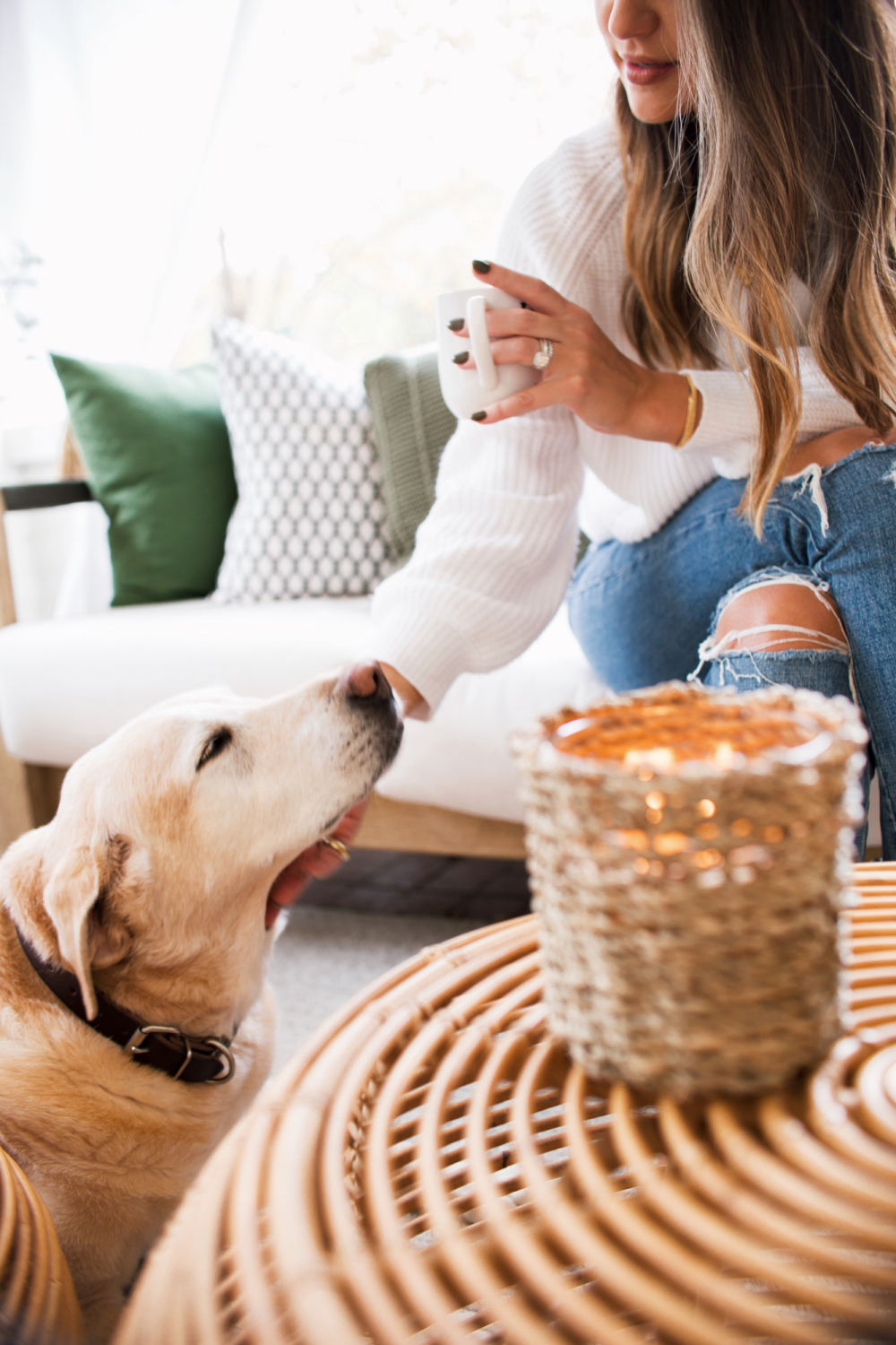 senior yellow labrador