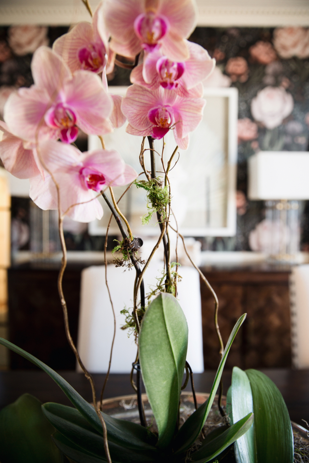 dining room orchid