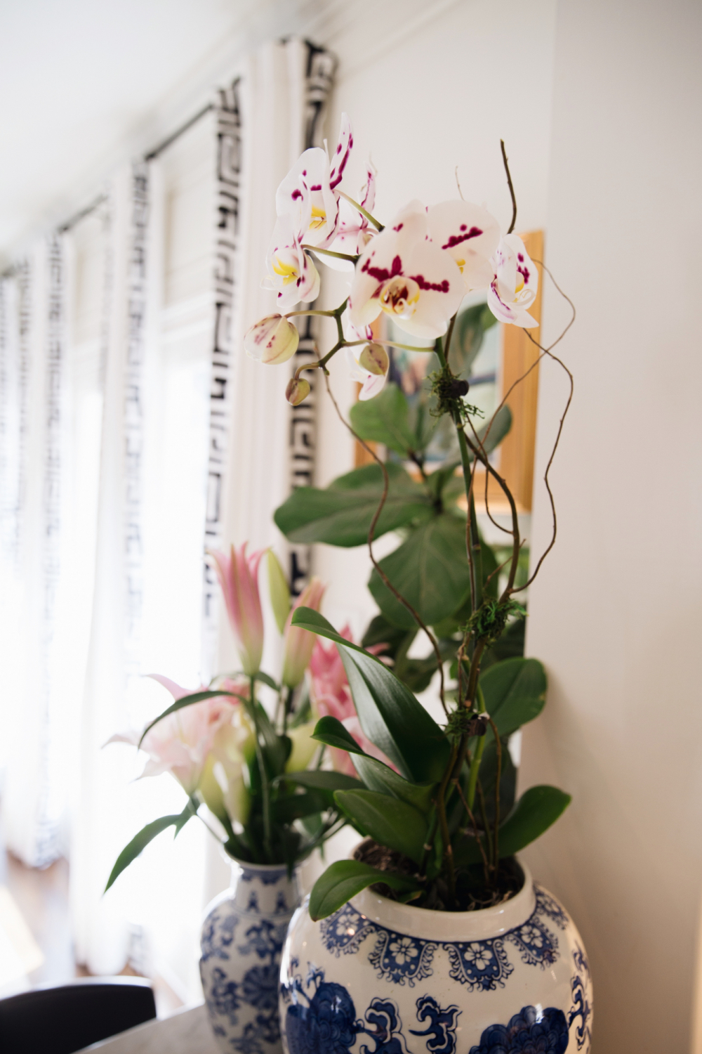 pink and white orchid