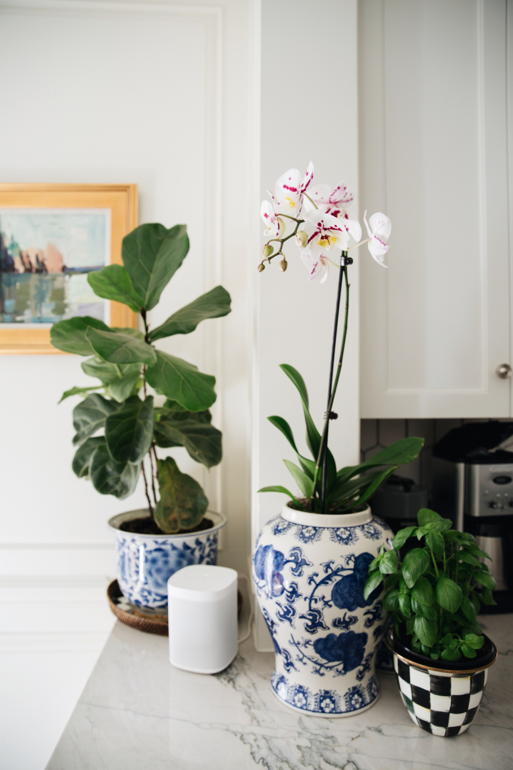 orchid in ginger jar