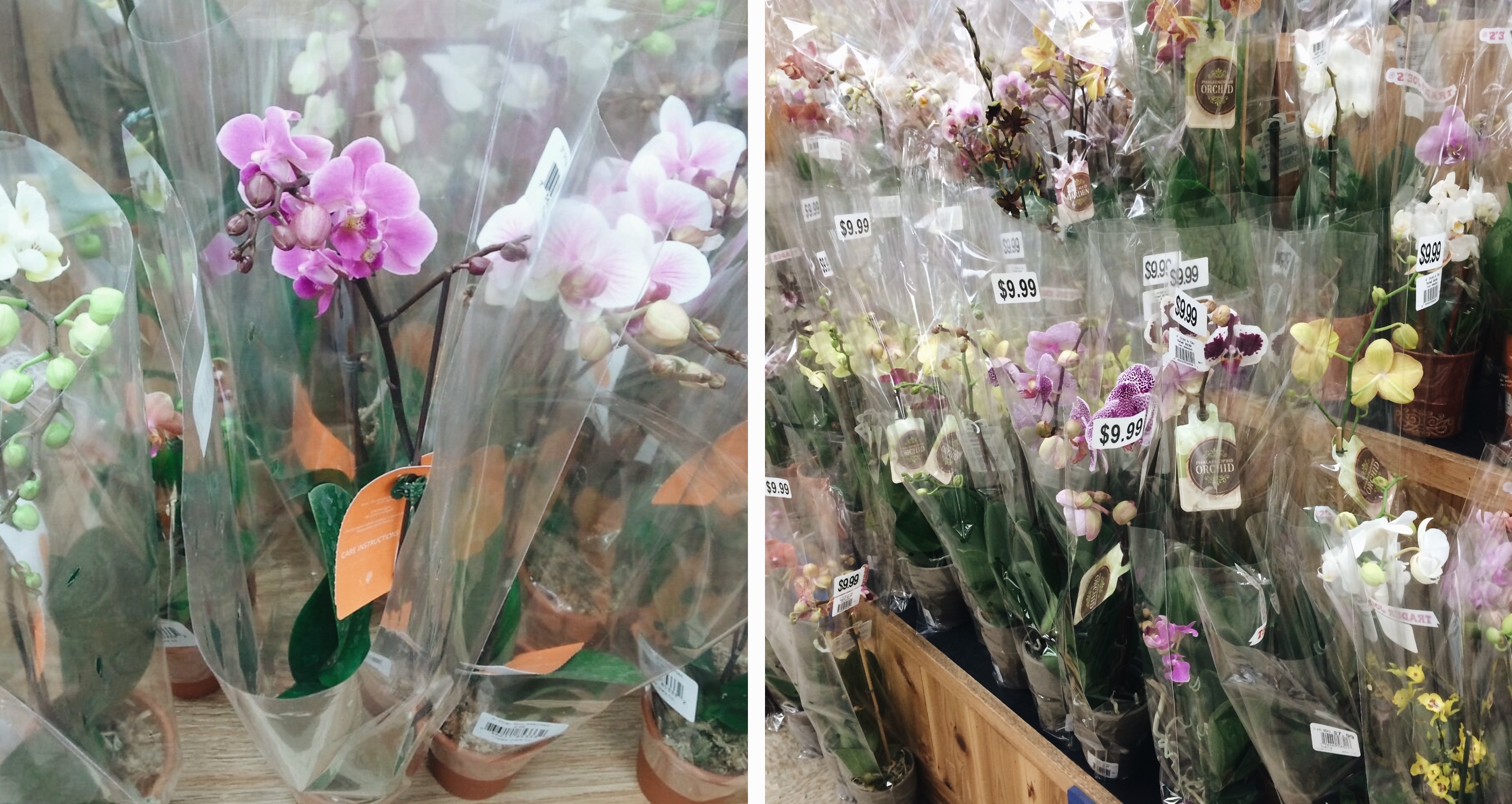 trader joes orchids