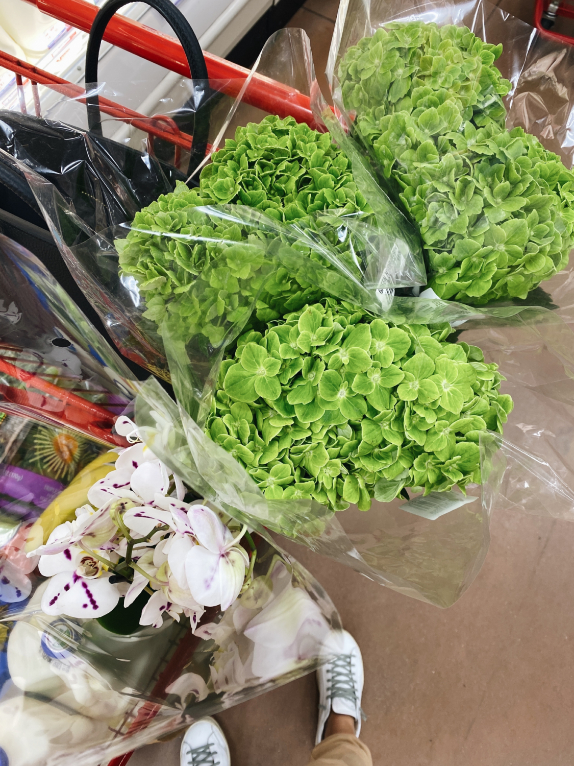 trader joes hydrangeas