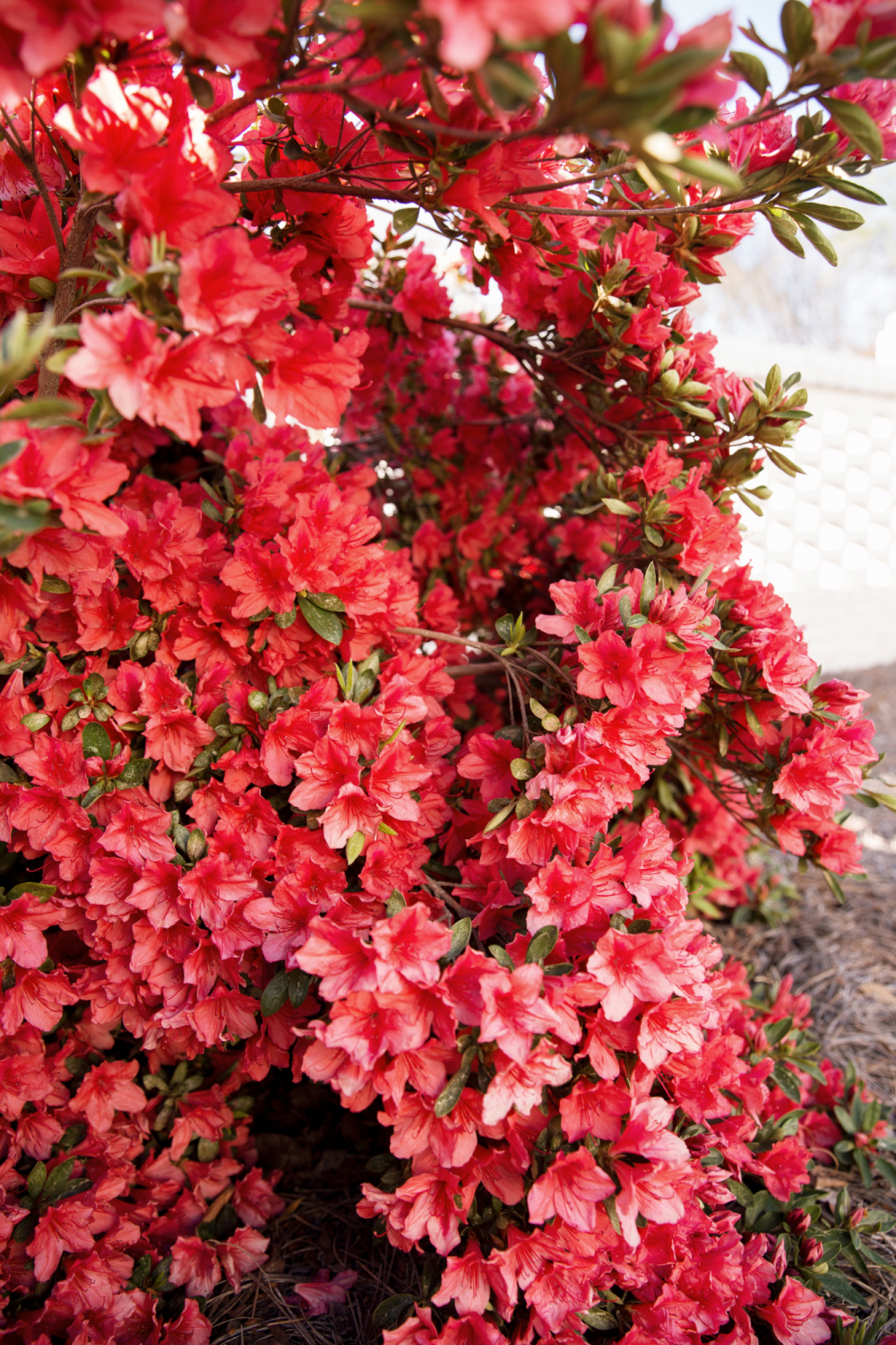 pink azaleas