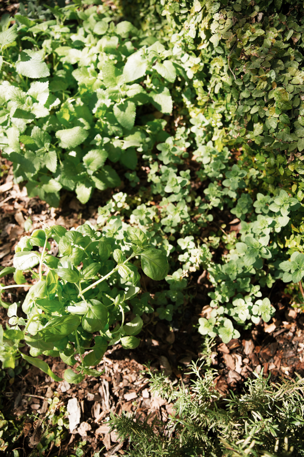 small herb garden