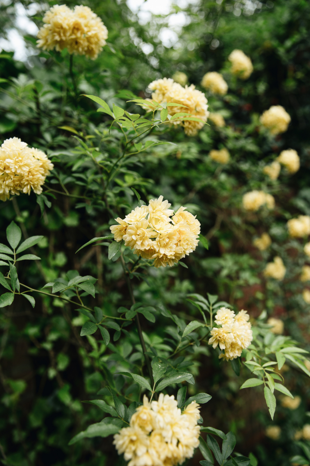 yellow vine rose