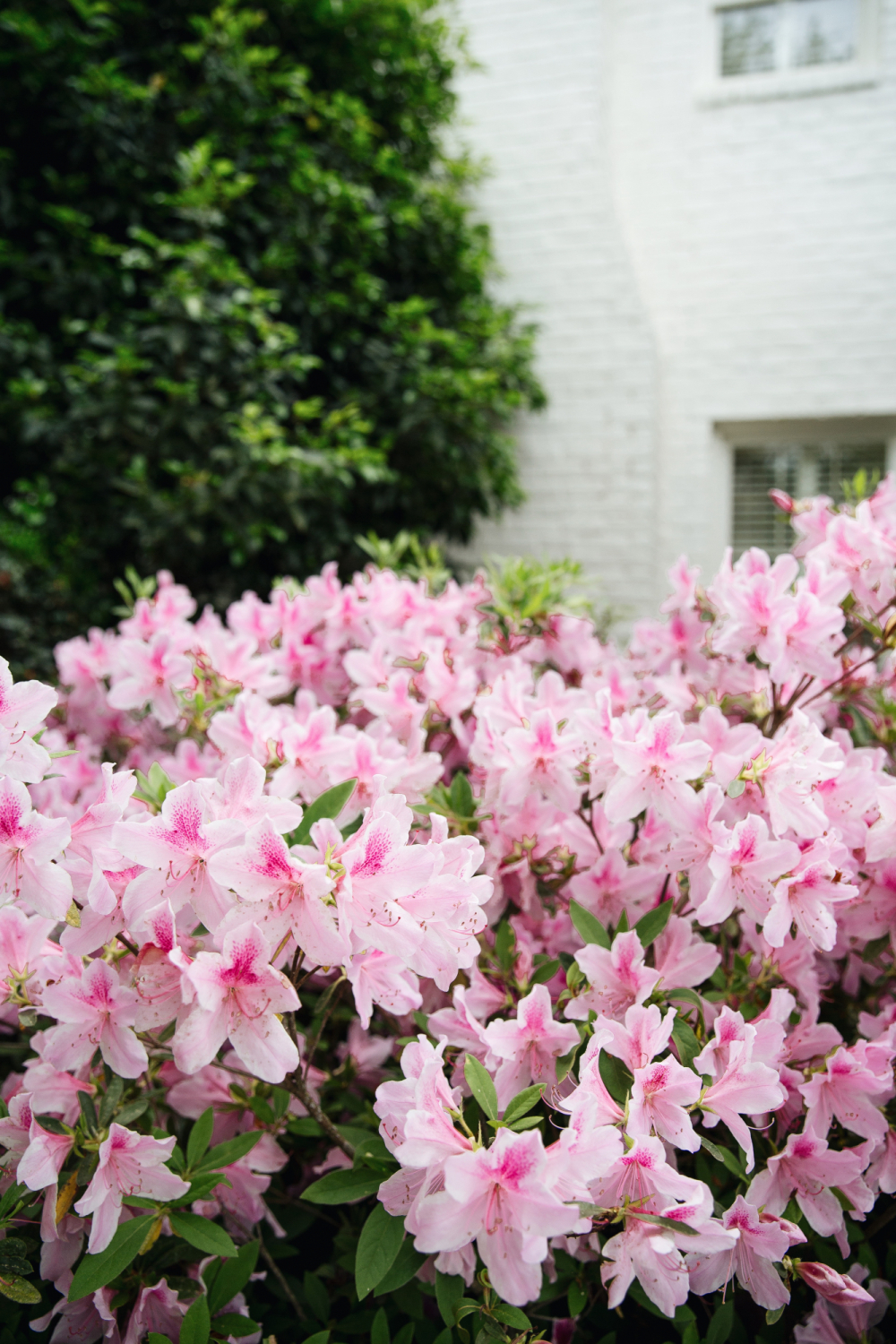 georgia azaleas