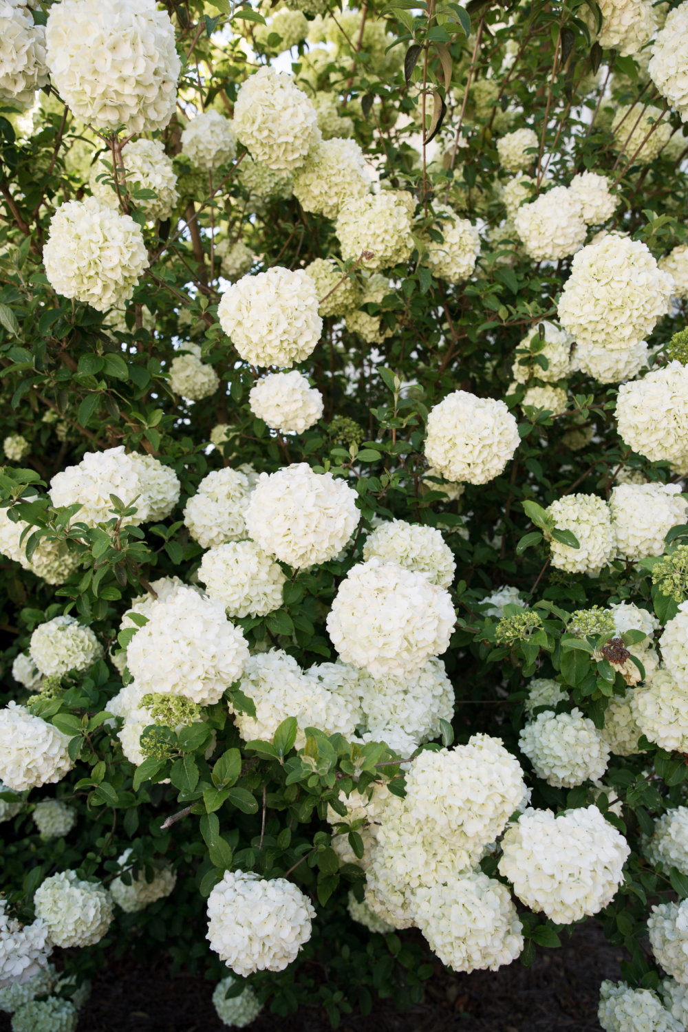 white snowball bush