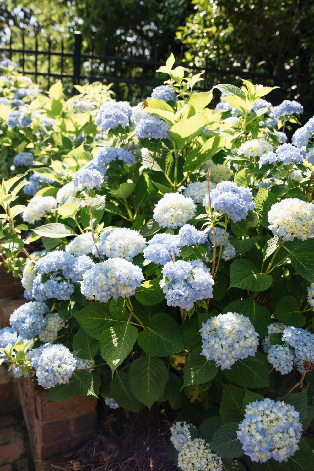 southern hydrangeas