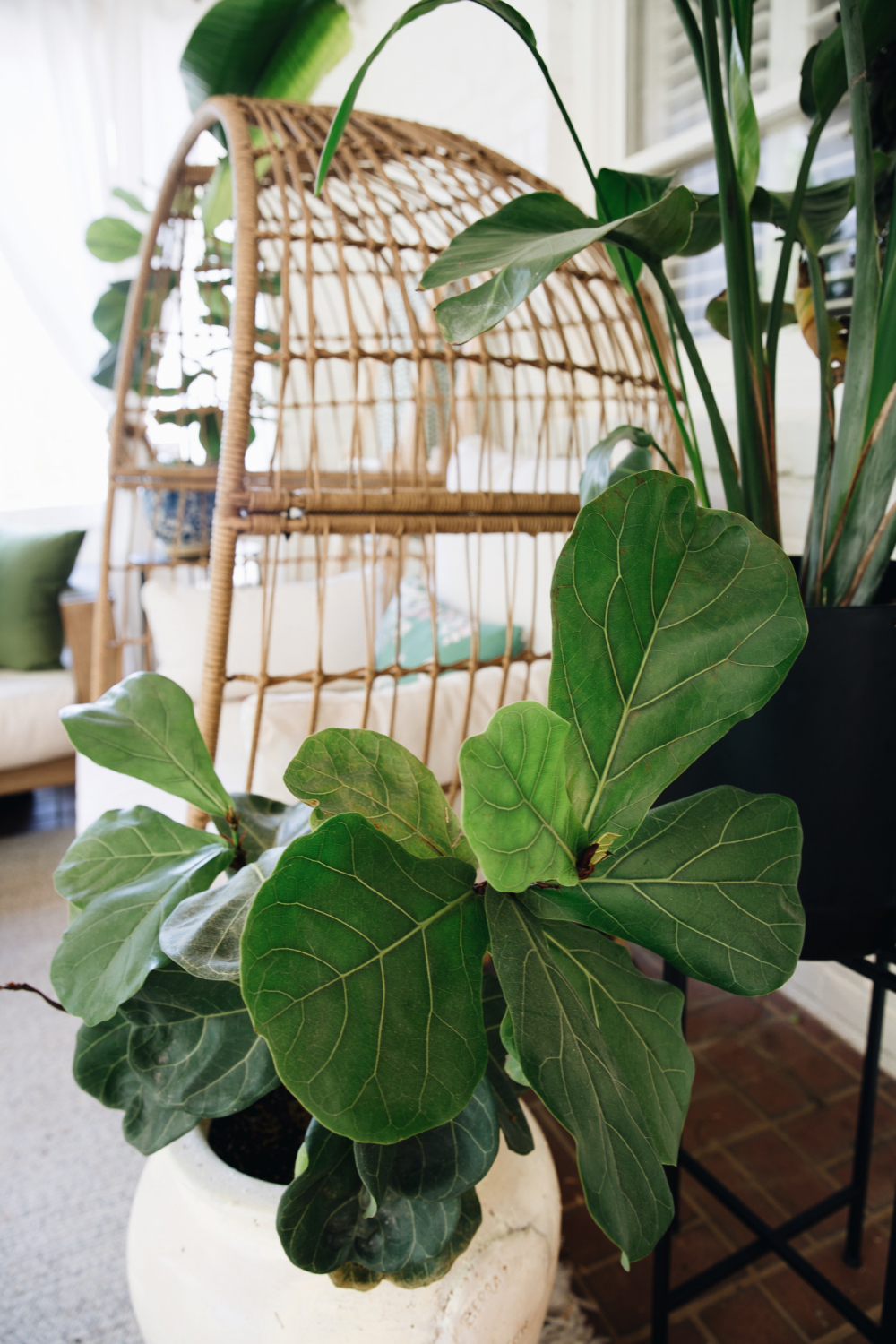 fiddle leaf