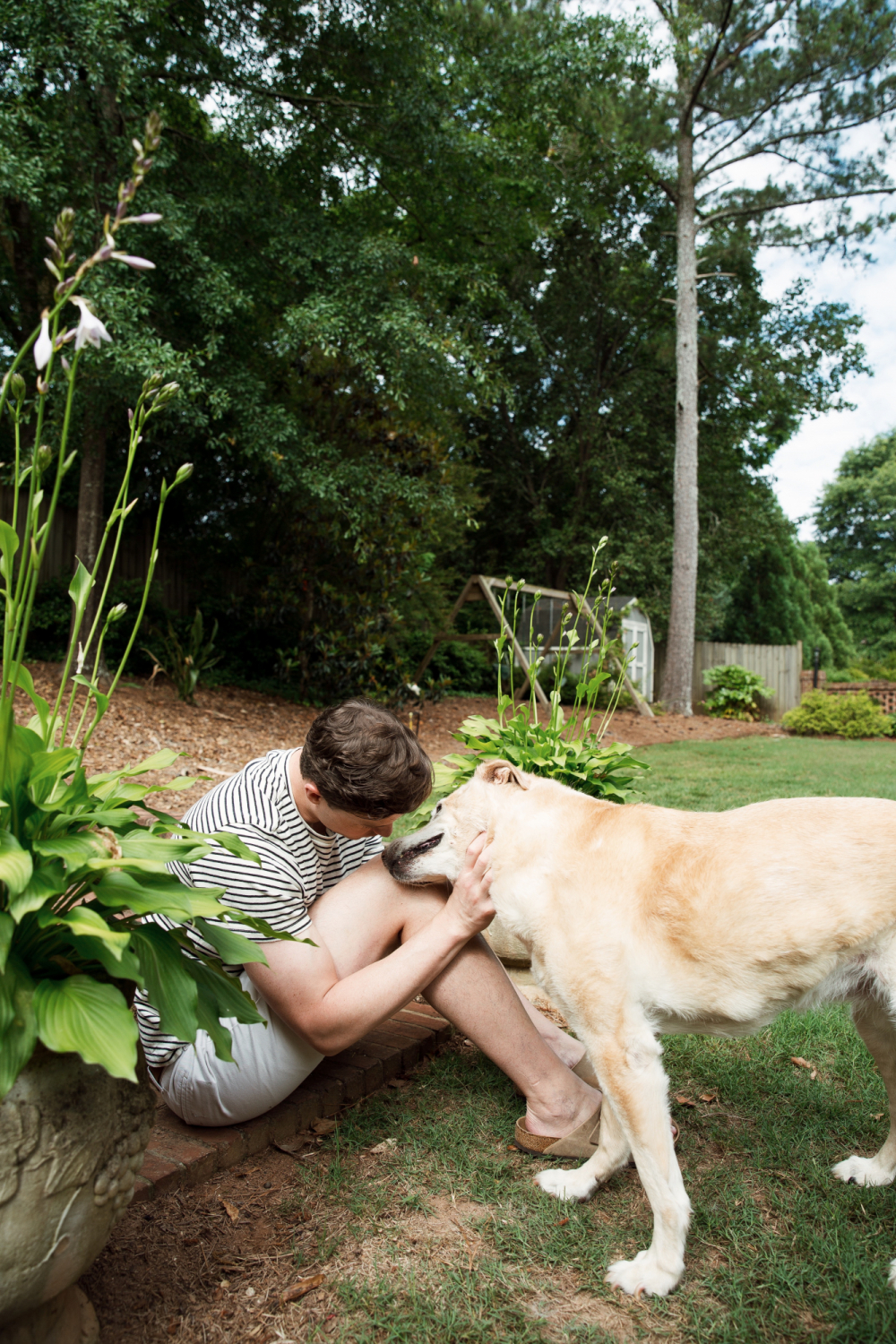 yellow lab