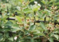 blackberry shrub