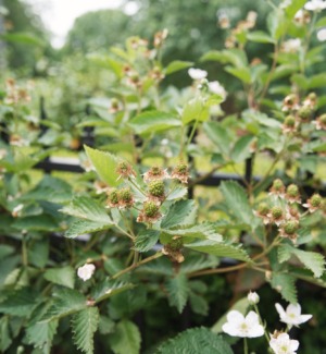 blackberry shrub