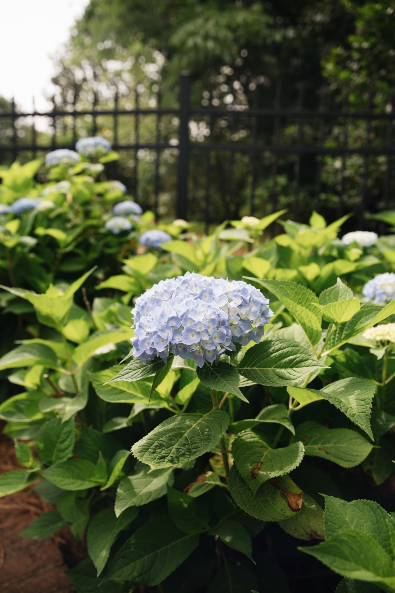 blue hydrangea