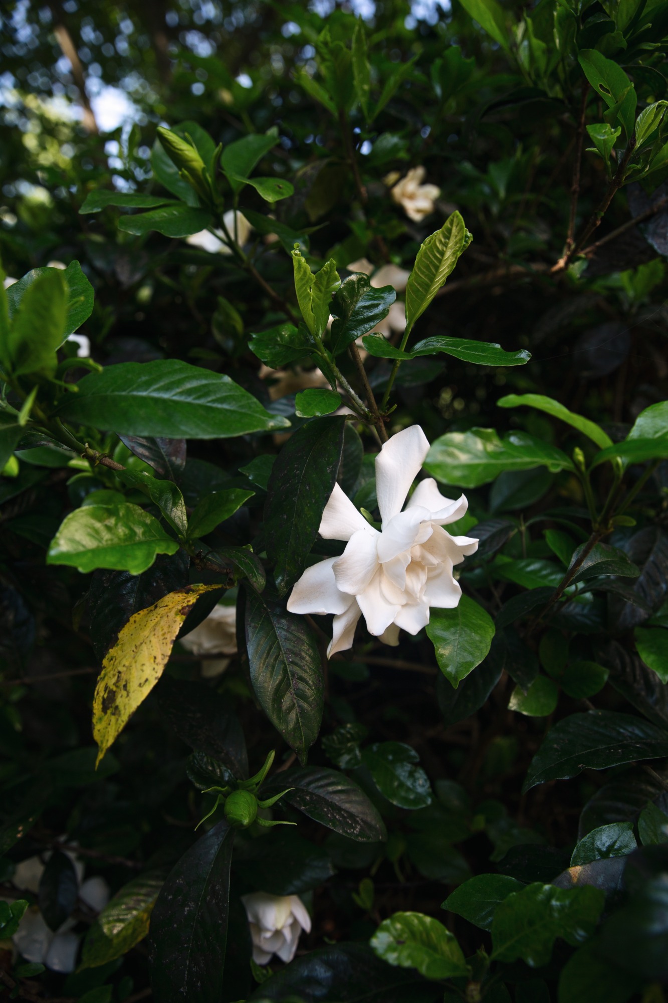 gardenia