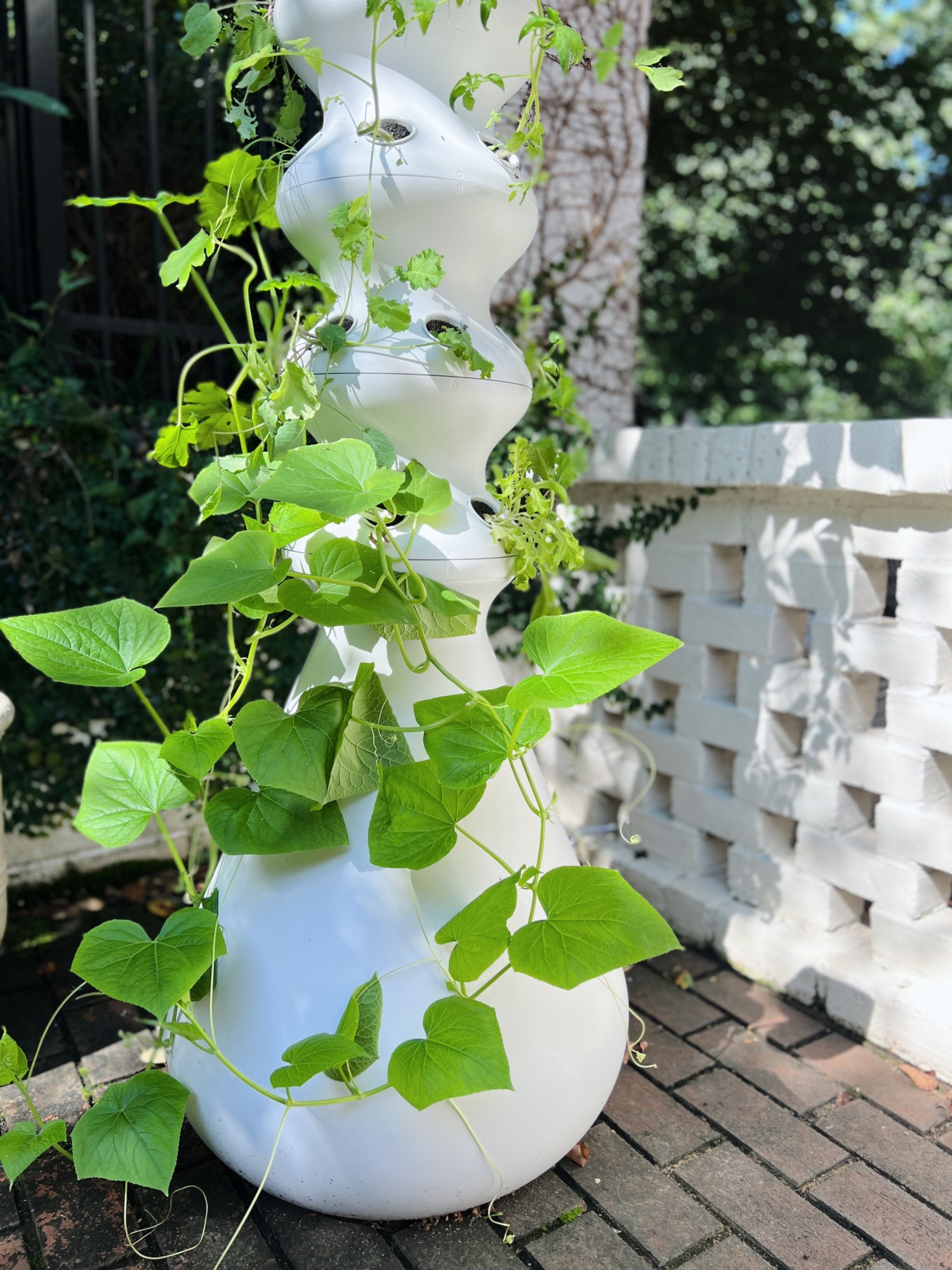 lettuce grow farmstand