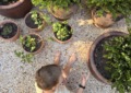 pea gravel garden
